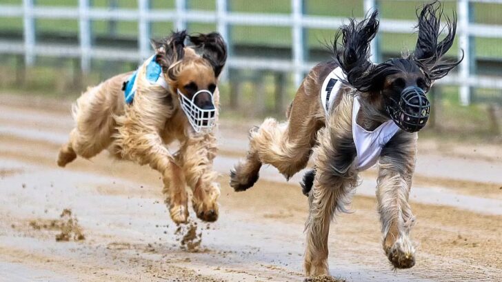 greyhound racing ends