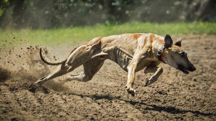 greyhound racing greyhound racing