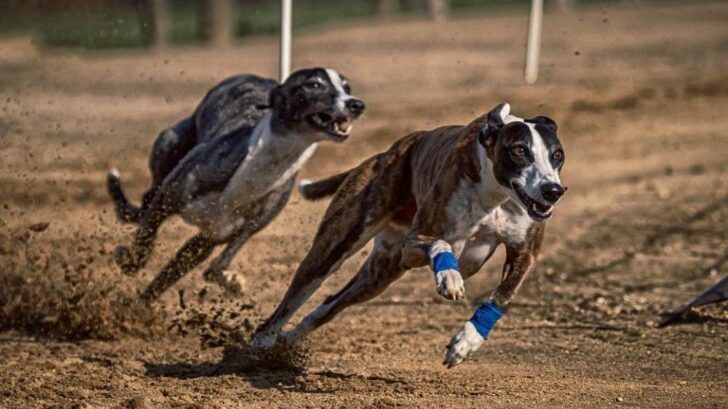greyhound racing ban