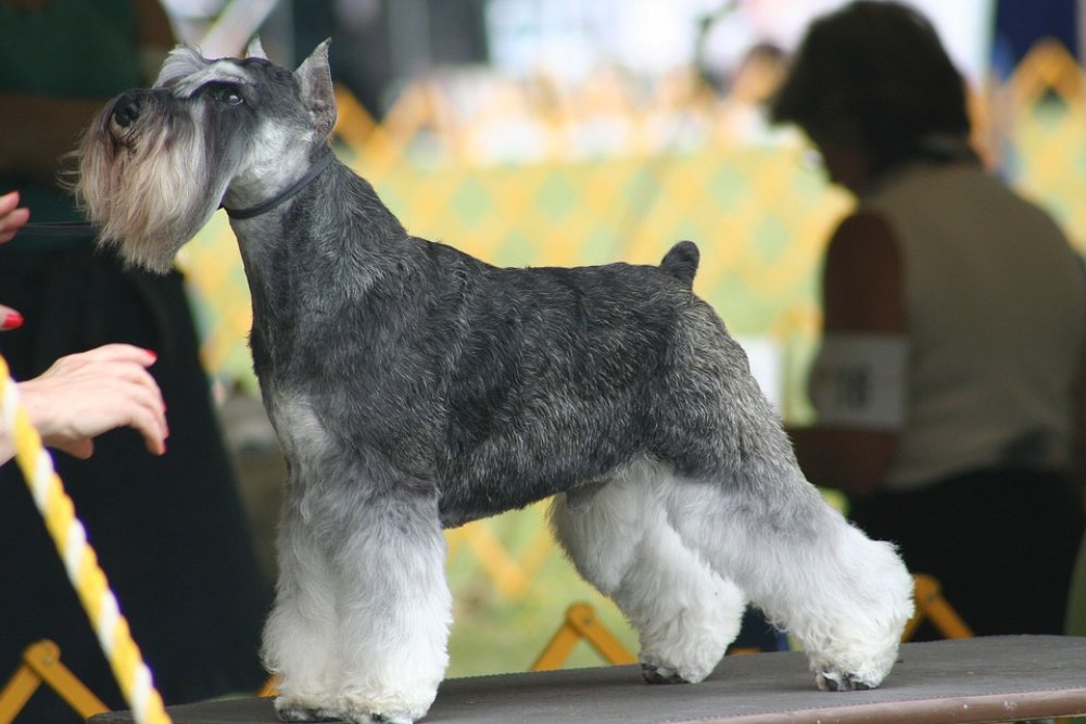 Crufts 2024 Ticket Prices And Owner Requirements For 2024