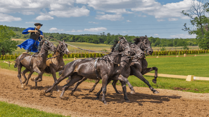 horses racing