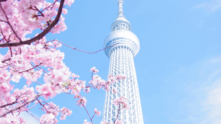 sakura trees in Japan
